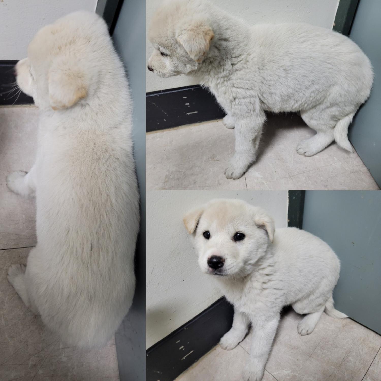 보호중 믹스견의 가…